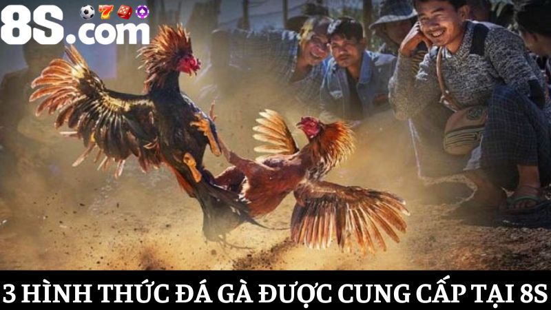 3 Hình thức đá gà 8S