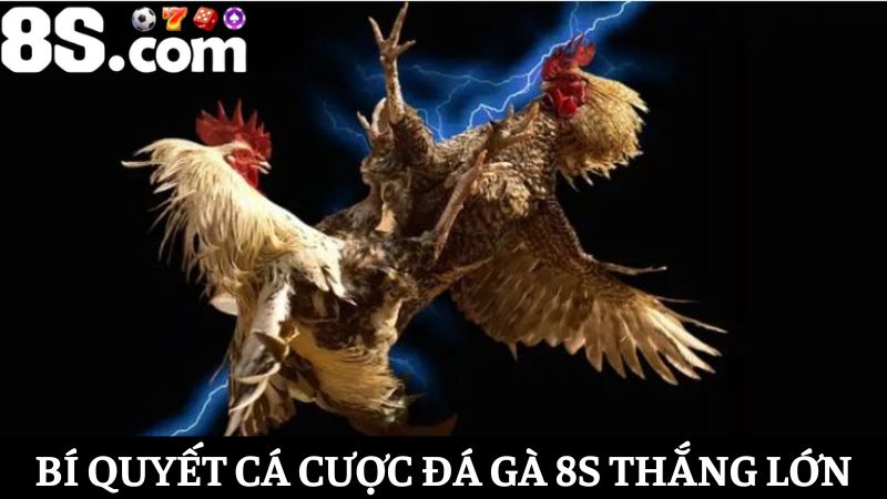 bí quyết cá cược đá gà 8S