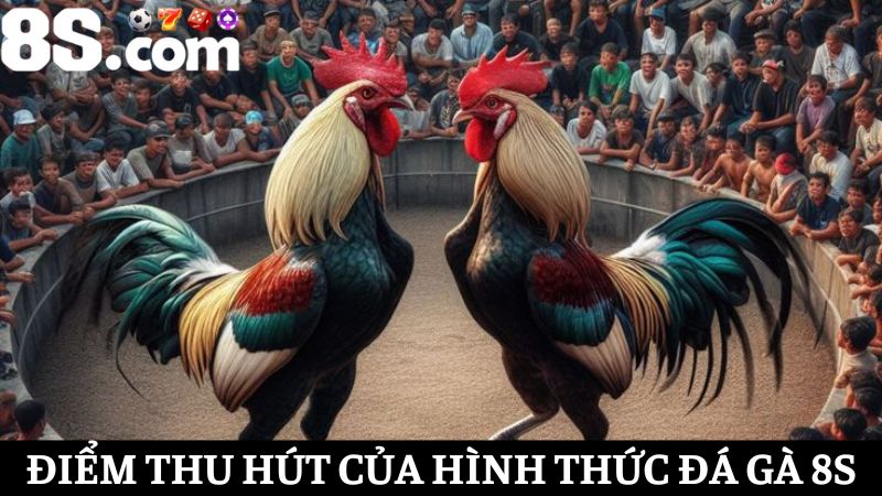 các điểm thu hút của đá gà 8S
